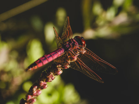 red dragonfly in the forestの写真素材