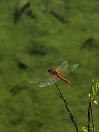 beautiful dragonfly in nature