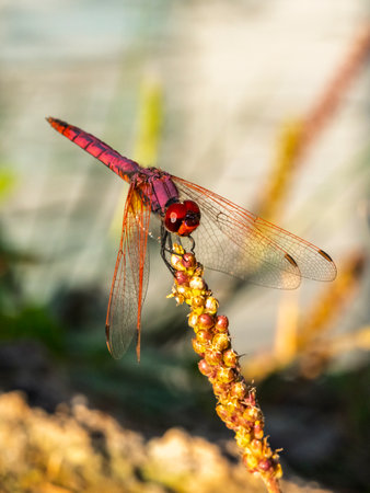 red dragonfly in the forestの写真素材