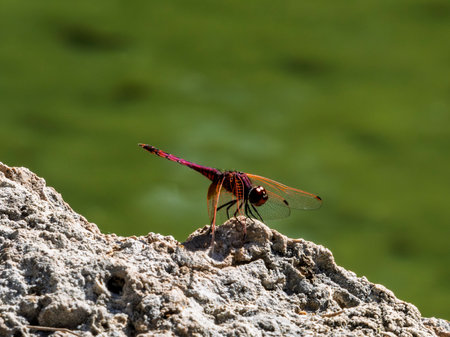 beautiful dragonfly in the forest