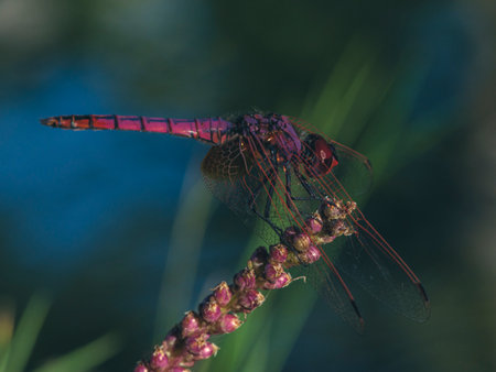 red dragonfly in the forestの写真素材