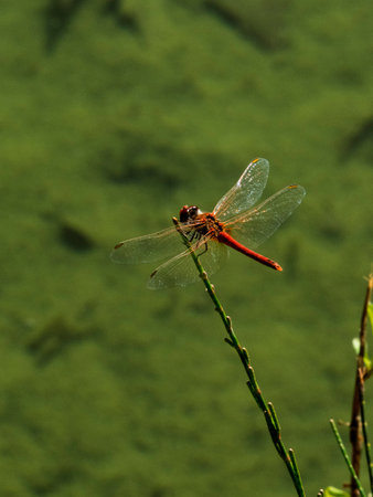 beautiful dragonfly in nature