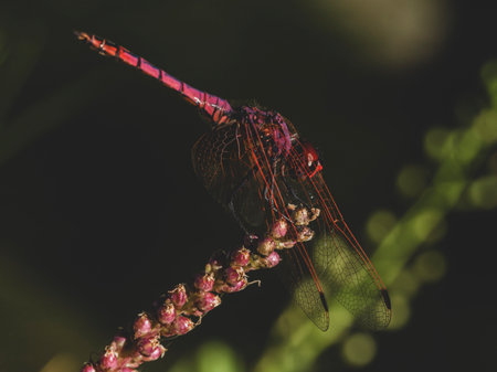 red dragonfly in the forestの写真素材