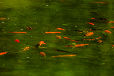 beautiful koi fish in the lake