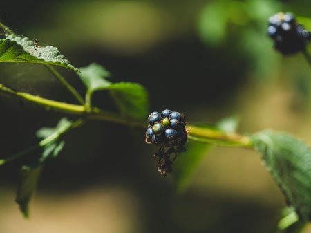 Fresh blackberries on the bush in the forest