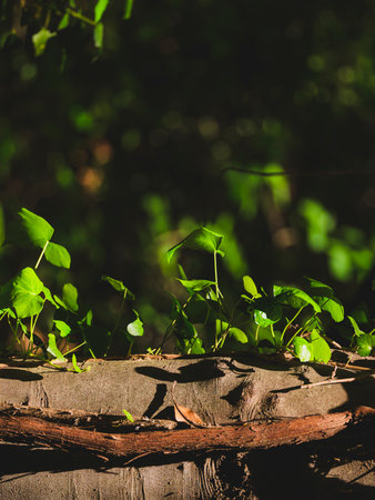 The leaves on the tree branch in the forestの写真素材