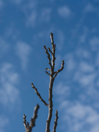 A tree branch ready to blossom in the spring season