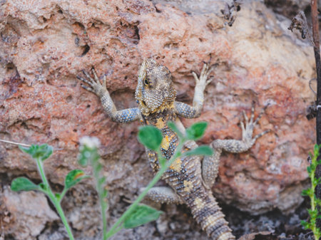 a beautiful lizard in the forestの写真素材