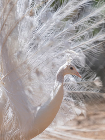 A graceful white peacock with its wings wide openの写真素材