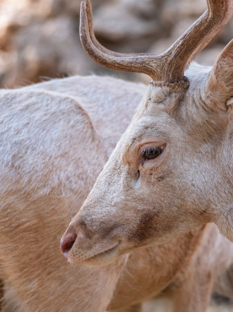 The lovely deer living on a farmの写真素材