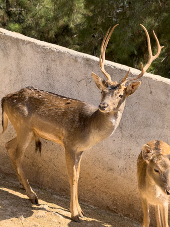 The lovely deer living on a farmの写真素材