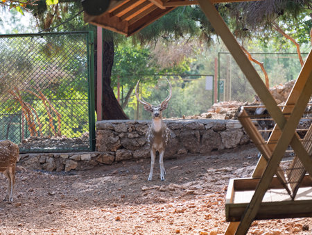 The deer living on a farmの写真素材