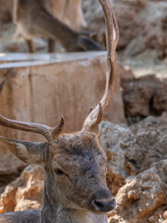 The lovely deer living on a farmの写真素材
