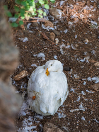 The ducks on a farmの写真素材