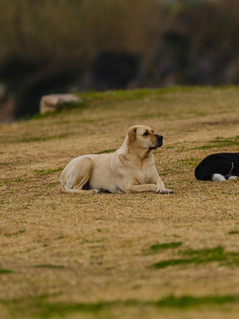 a cute dog lying on the grass in the park