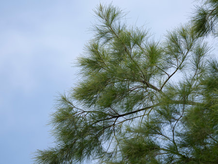 pine tree under overcast sky