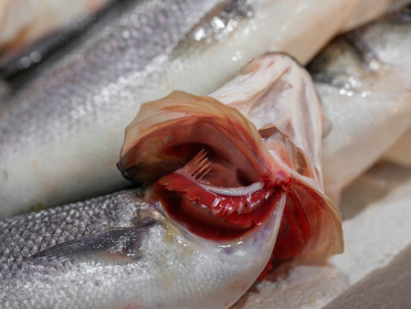 fresh fish on ice at marketの写真素材