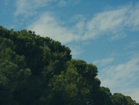 lush green trees under blue skyの写真素材