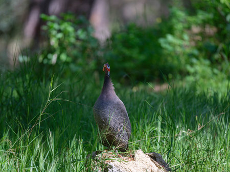 wild turkey standing alone in woodsの写真素材
