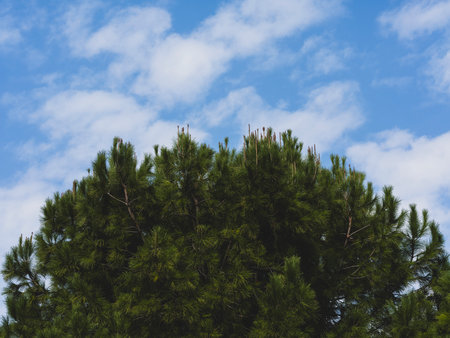 lush green trees under blue sky