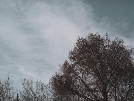 forest and sky