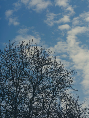 autumn forest and sky