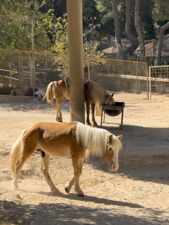 close-up of horses in rural settingの写真素材