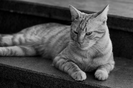 small cat resting on staircase