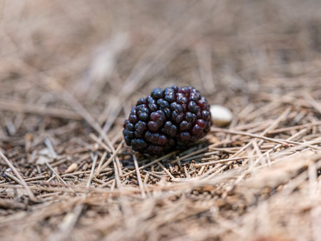 detailed view of mulberry dropped from branchの写真素材