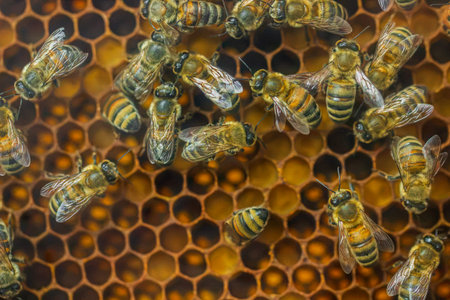 Close up view of the working bees on honeycells from a bee hive.