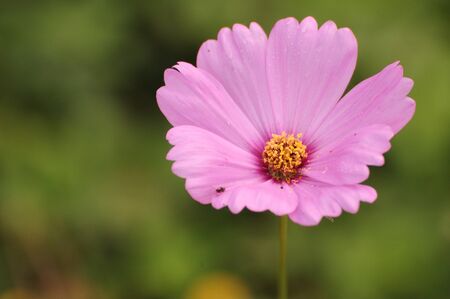 Flowerの写真素材