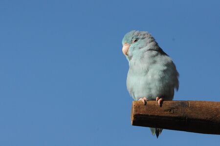 Little Marcawの写真素材