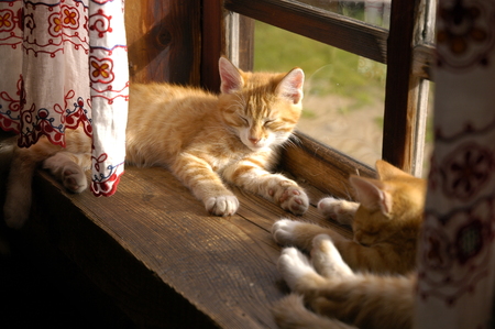 Cats have a rest.の写真素材