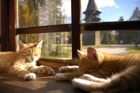 Two cute cats resting on the windowsill in museum of wooden architecture. Russia, Arkhangelsk.の写真素材