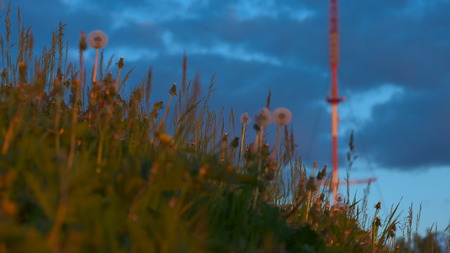 Hill with dandelions.の写真素材