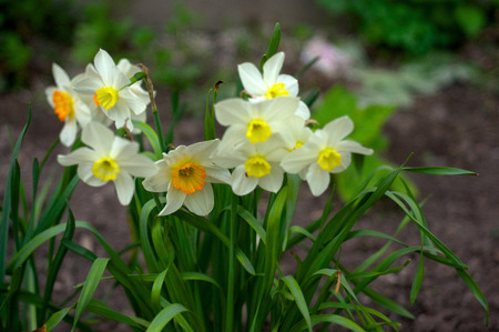 Blooming daffodilsの写真素材
