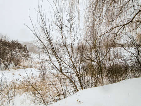 Winter. Trees in the snow. Mainly cloudyの写真素材