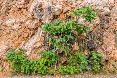 Green tree by the road near the picturesque multicolor cliff. Balaklava. Crimeaの写真素材