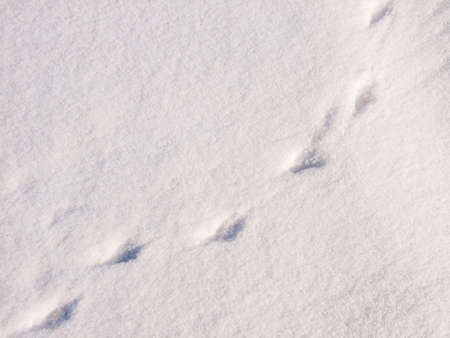 Footprints in the snow.Texture. Background.