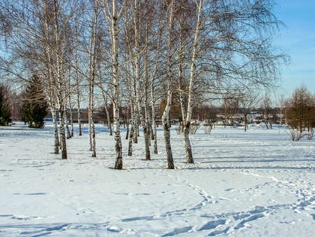 Winter landscape with birches. City park in central Russiaの写真素材