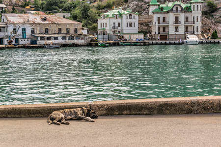 Balaklava, Sevastopol, Crimea - September 13, 2018: A dog lies near the sea on the city embankment. In the background are houses on the opposite side of the bay.のeditorial素材
