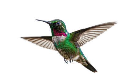 Male Ruby-throated Hummingbird (Archilochus colubris) in flight isolated on white backgroundの素材