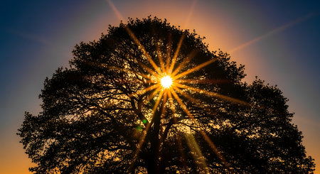 a stunning sunset with the sun shining through the branches of a silhouetted treeの素材