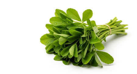 Bunch of fresh arugula leaves isolated on white background.の素材