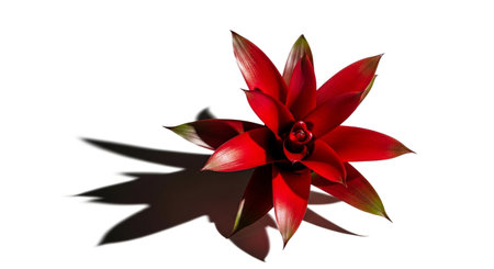 Red bromeliad flower isolated on white background with shadow.の素材