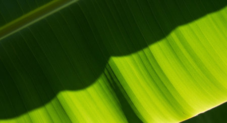 Banana leaf with shadow in the morning sunlight. Natural background.の素材