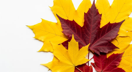 Autumn maple leaves isolated on white background. Flat lay, top view.の素材