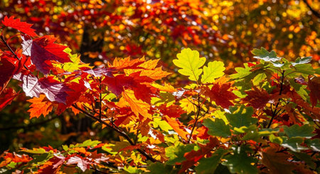 Autumn leaves background. Colorful autumnal leaves in the park.の素材
