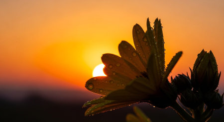 Sunset behind the yellow flower with water drops on the petalsの素材