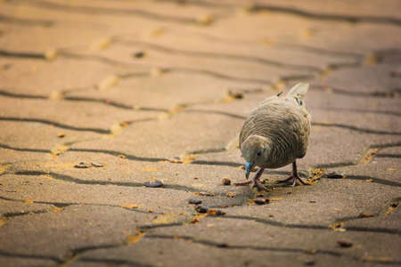 Ground Birdの写真素材